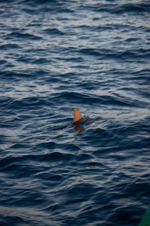 a shark swims in the ocean next to a buoy