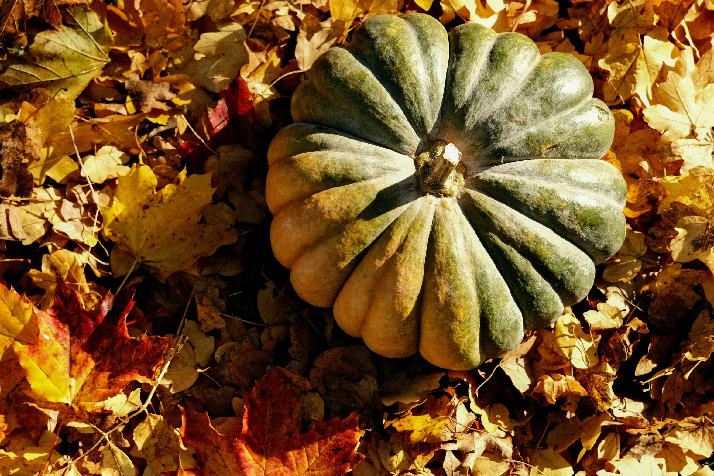 the squash is laying on the ground in leaves