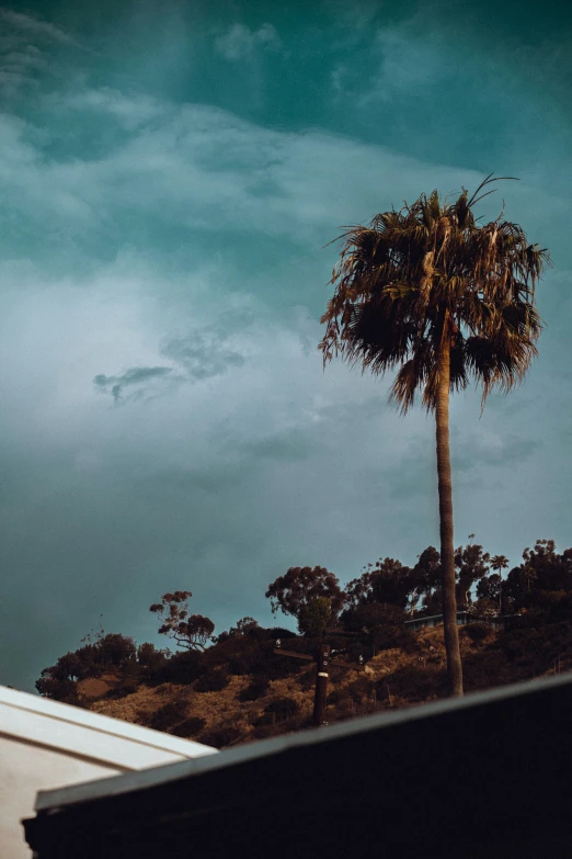 a lone palm tree stands against a grey sky