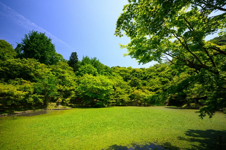 the grass on the ground is lush, green