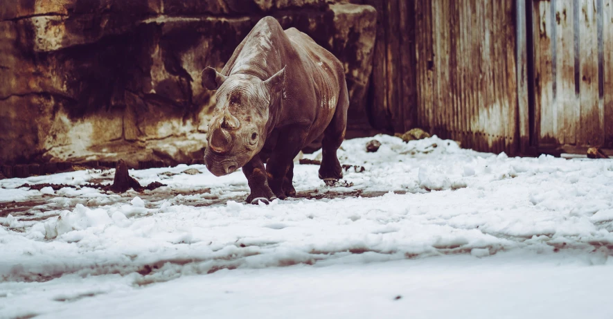 a rhino in its habitat and a bird