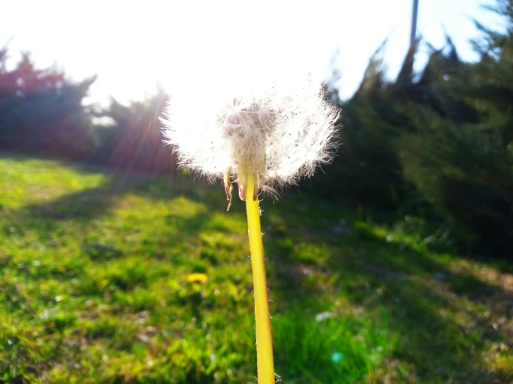 a dandelion in front of some trees