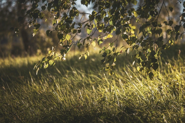 the grass is almost a shade from the tree