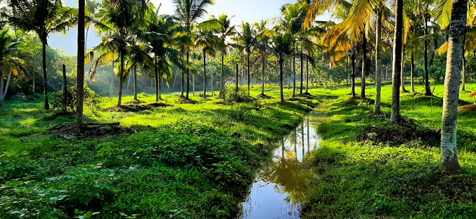 palm trees, water, grass and small river