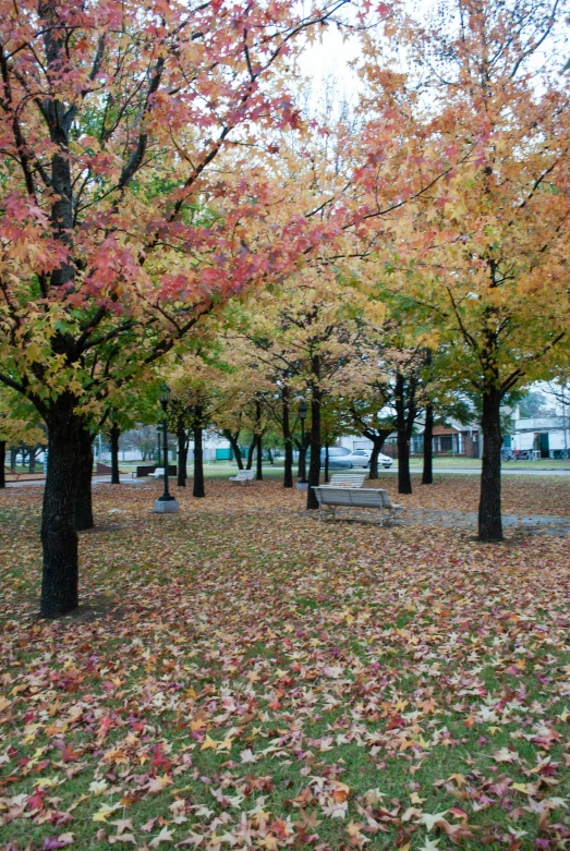 trees that have turned fall color in an urban park