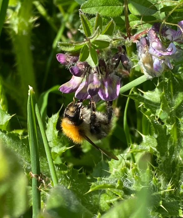 bee sitting on top of purple flowers in a green field