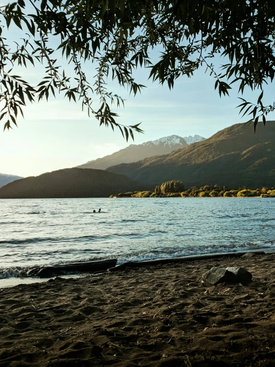 there is a view of a lake with a tree hanging over it