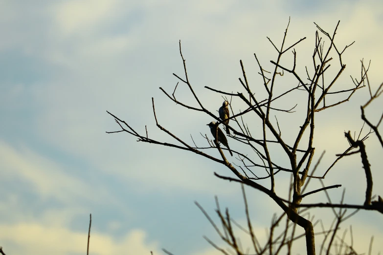 a bird sitting in the nches of a bare tree