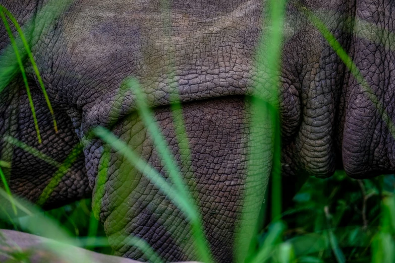 an elephant is sitting in some grass in front of the camera