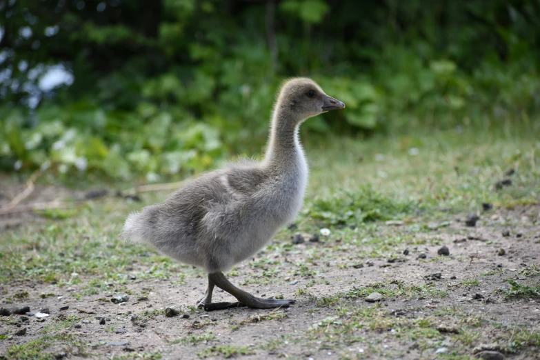 the little gray duck is walking in a field