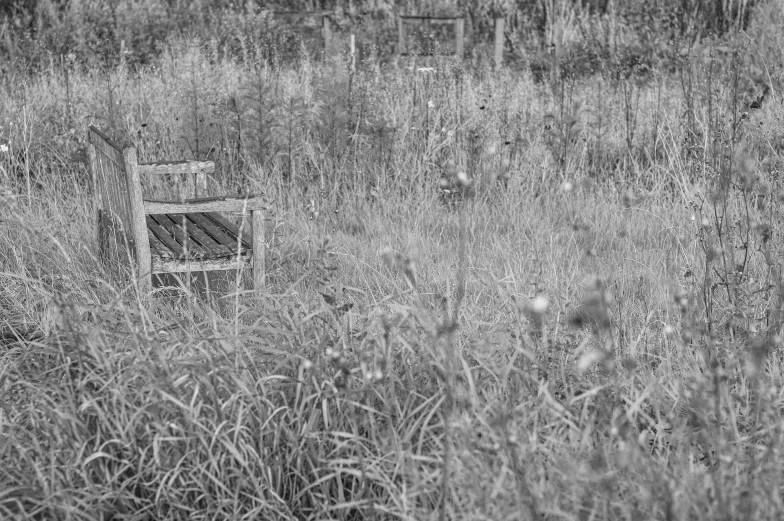 an old chair is surrounded by tall grass and weeds