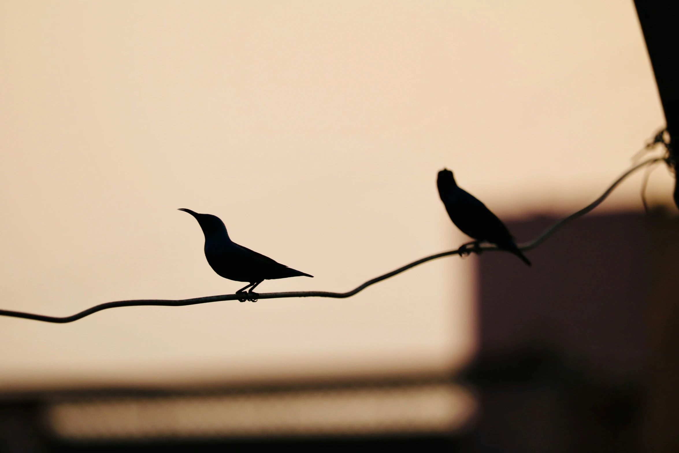 there are two birds on the wire