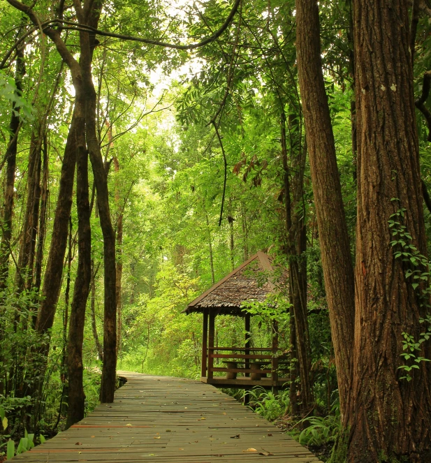 a wooden walkway leads into the woods surrounded by trees