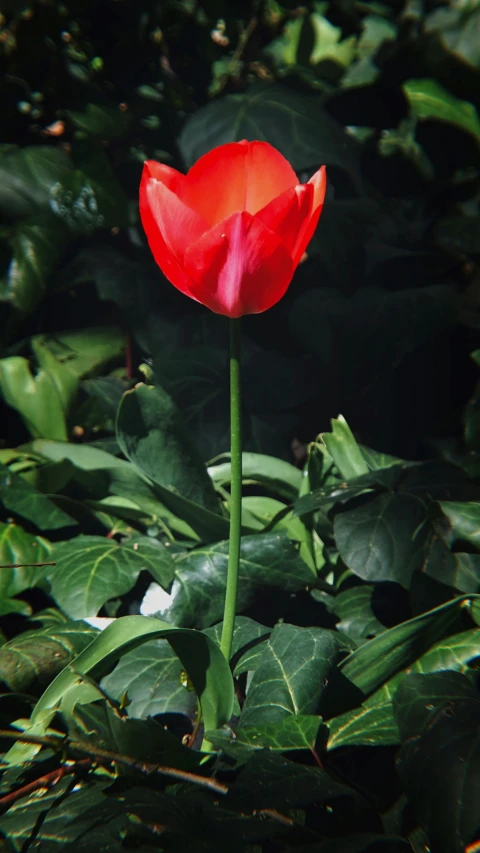 an orange flower in a field of green plants