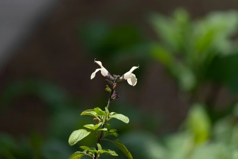 two flowers are near one another on a nch