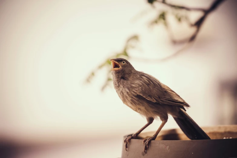 there is a small bird perched on top of the container