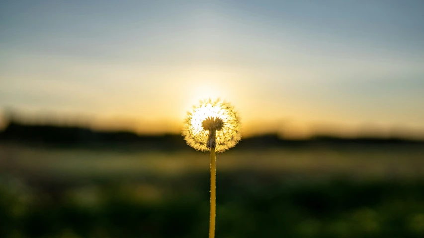 a small plant with a very pretty sun behind it