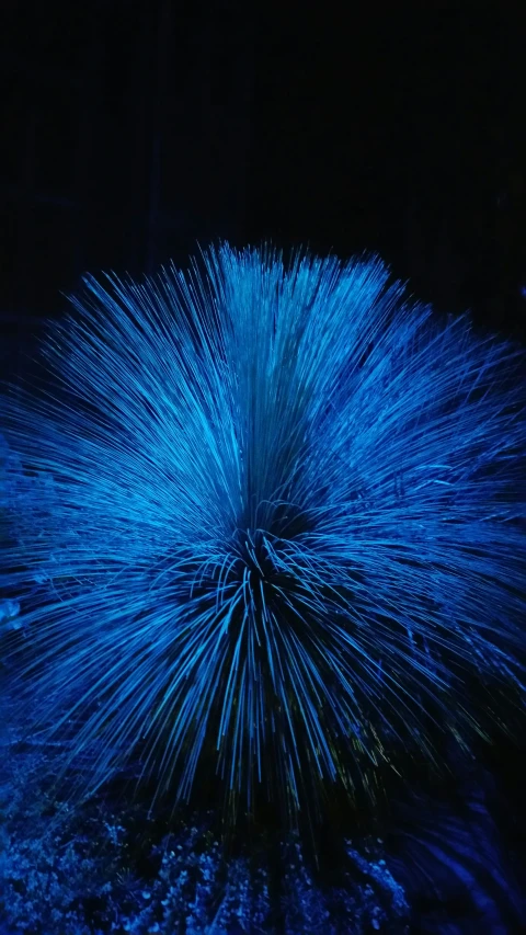 a blue fireworks display in the dark