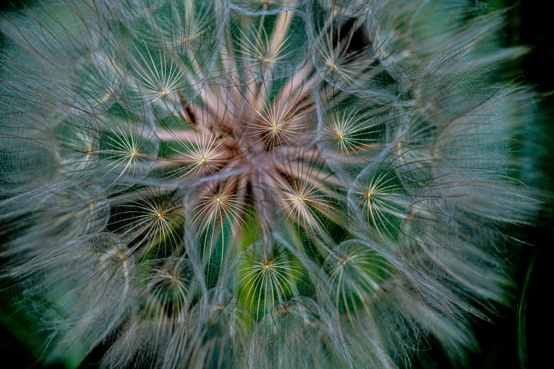 a dandelion looking up through the camera lens