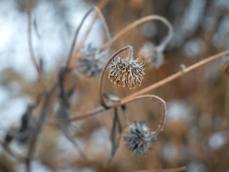 a close - up po of some frost on a plant