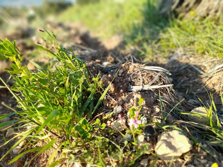 a couple of small green plants on top of dirt