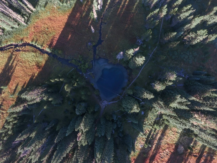an aerial view looking down on a forest