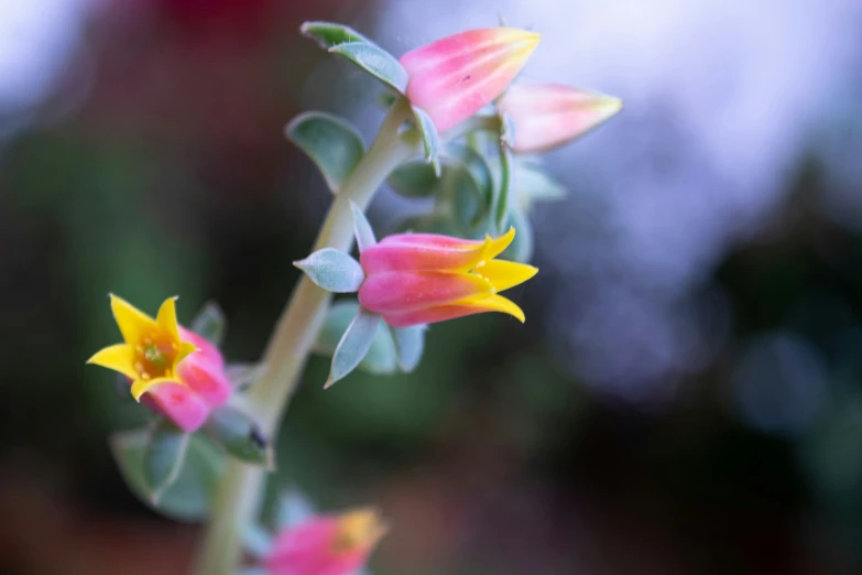 the yellow and pink flowers are growing on the nch