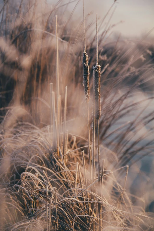 a group of dried plants near each other