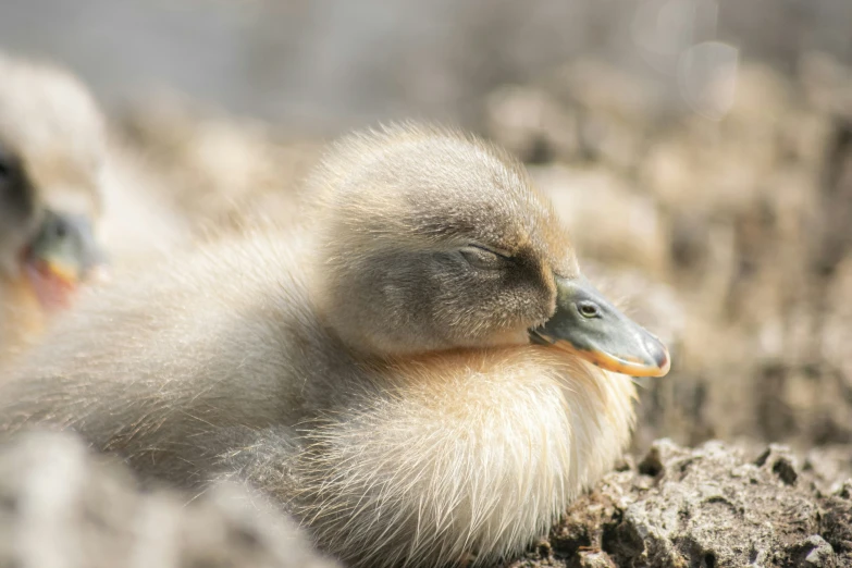 a close up of some little birds on some rocks