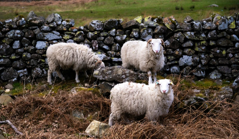 three sheep in front of a stone wall