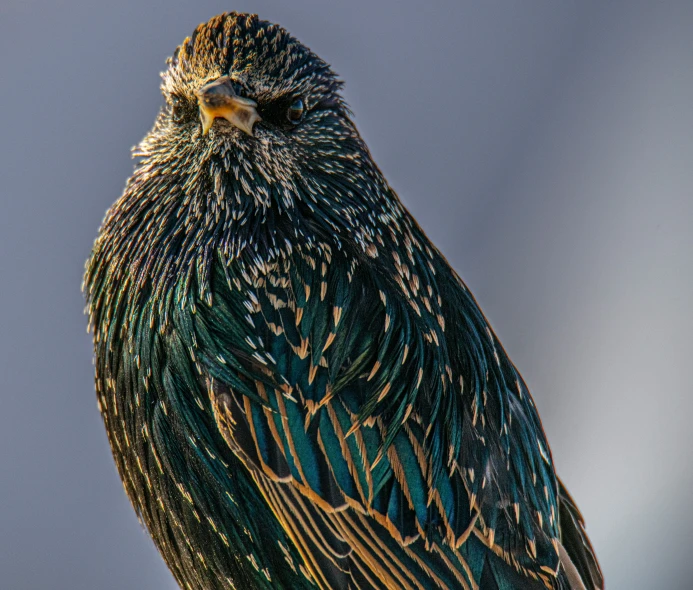 a very pretty looking bird with yellow and green feathers