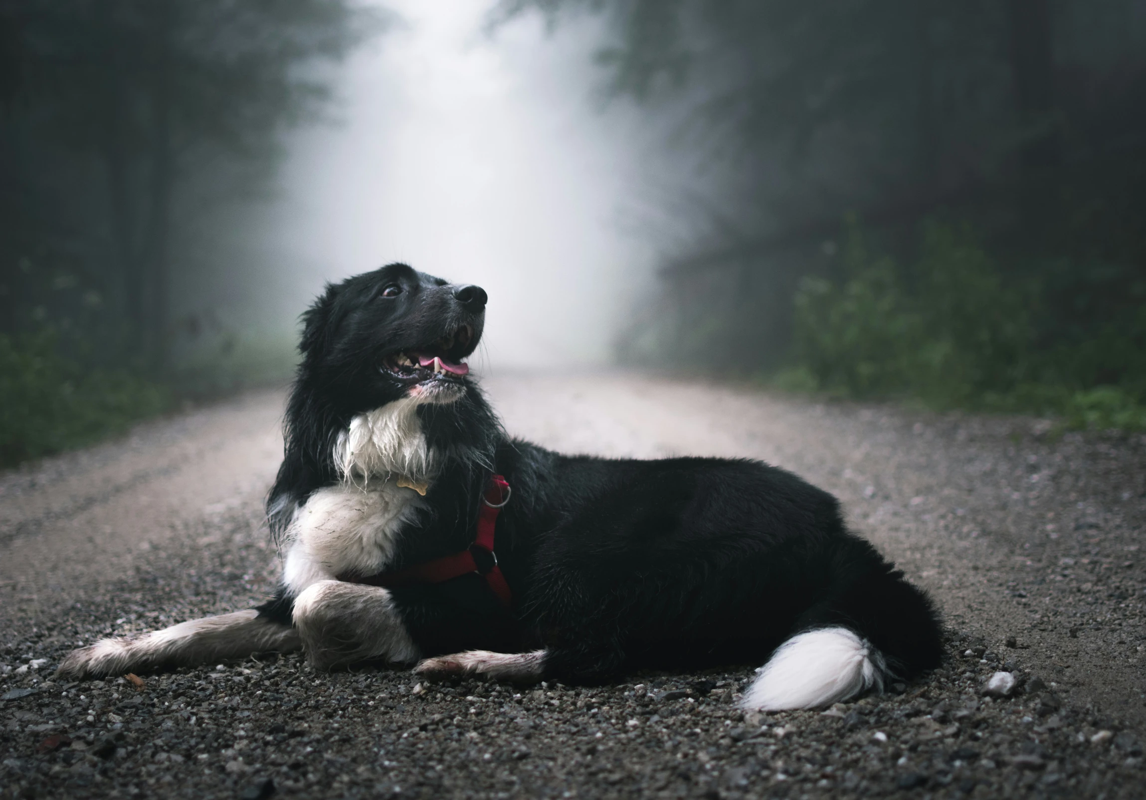 dog laying down on the side of the road with fog