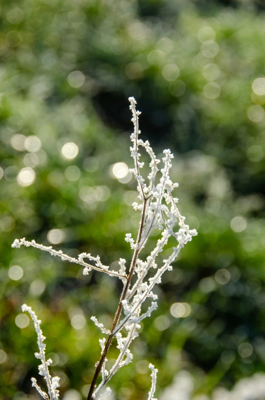 the leaves and nches of a plant are covered in ice