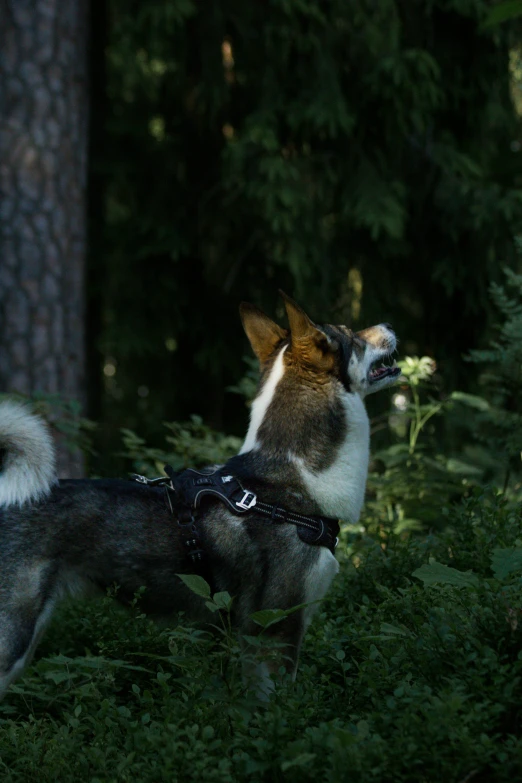 a dog in harness walking in grassy area next to trees