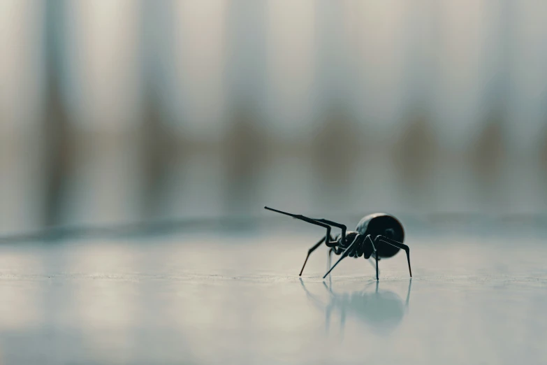 a bug sitting on top of a counter near a wall