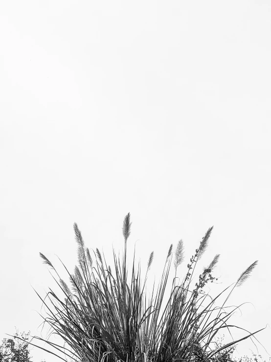 a black and white po of a tall plant