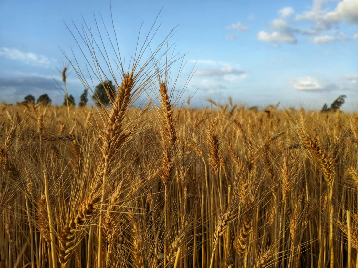 the top of a field of wheat with a blue sky in the background