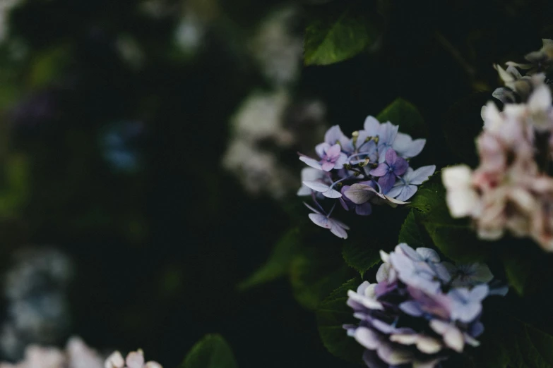 purple and white flowers in bloom with a black background