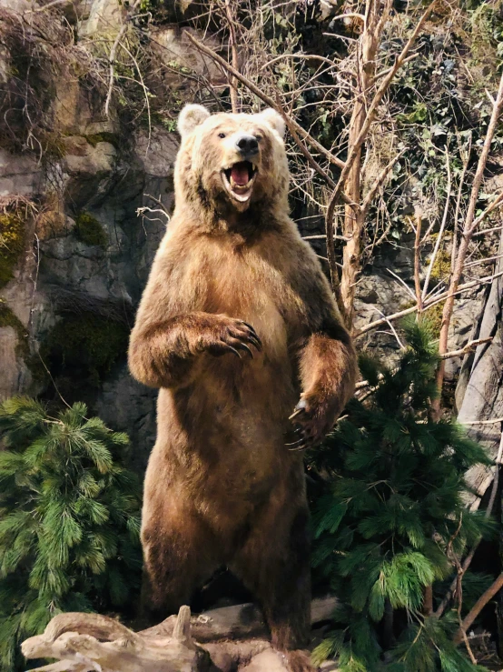 a large brown bear standing on one leg