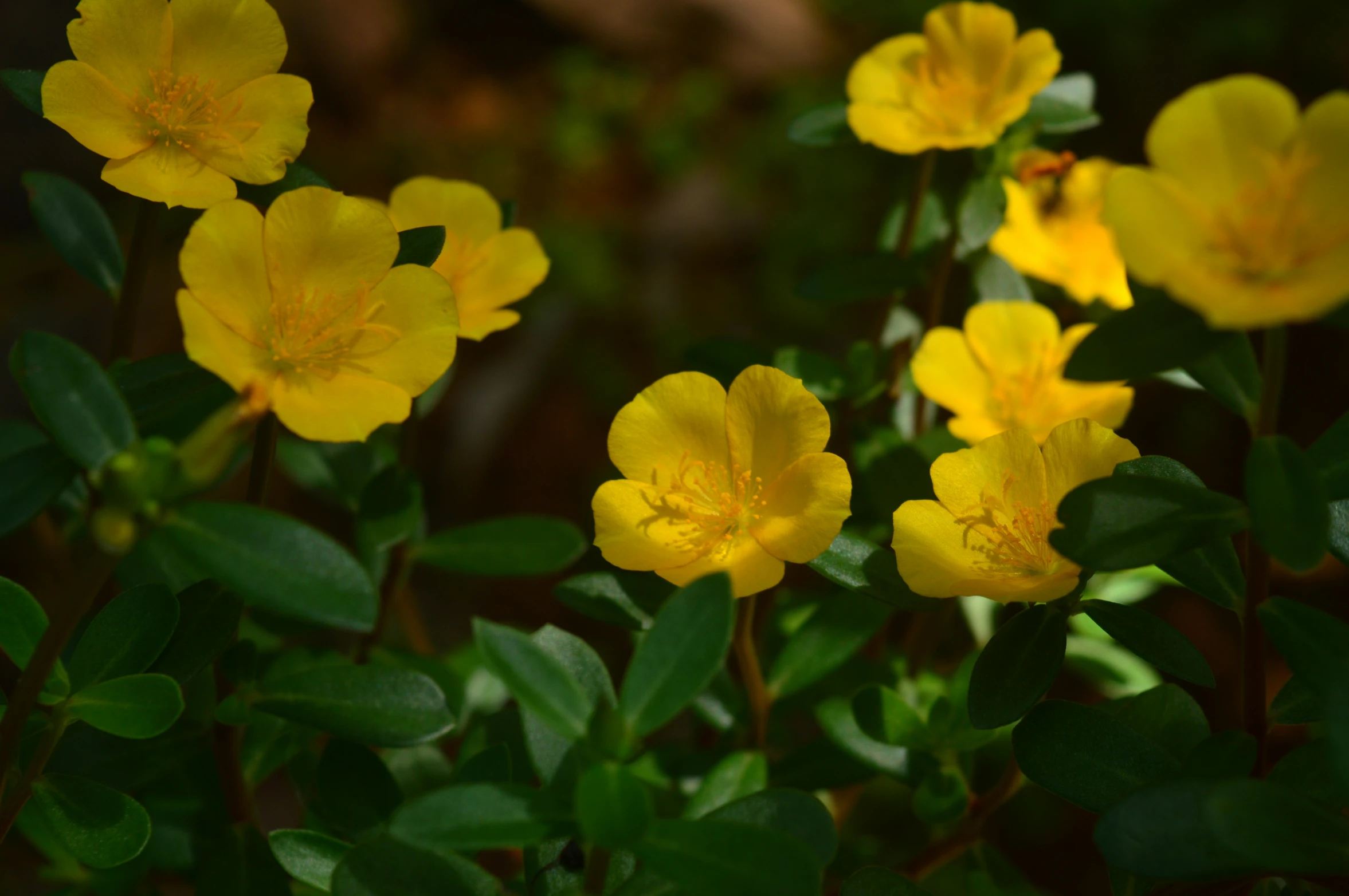 yellow flowers are in a bunch on some green leaves