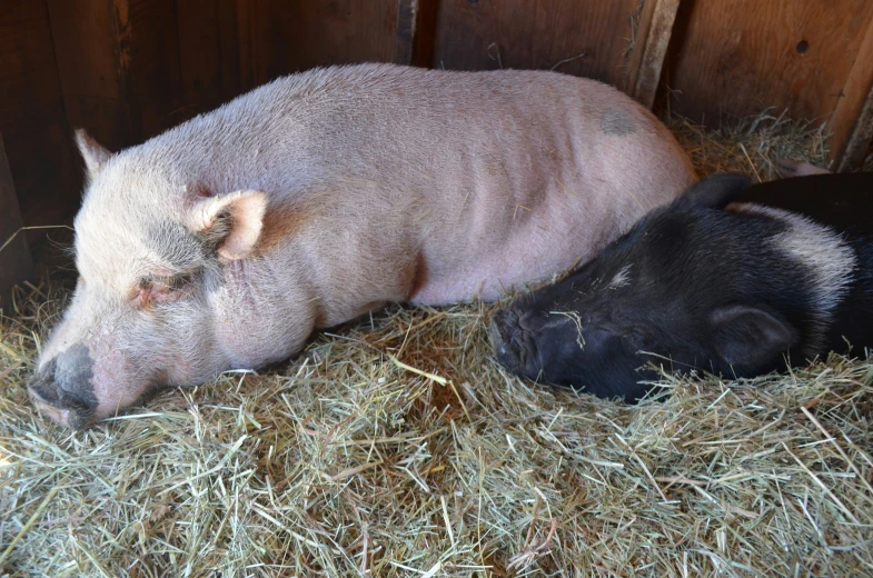 two sleeping pigs with one in a barn