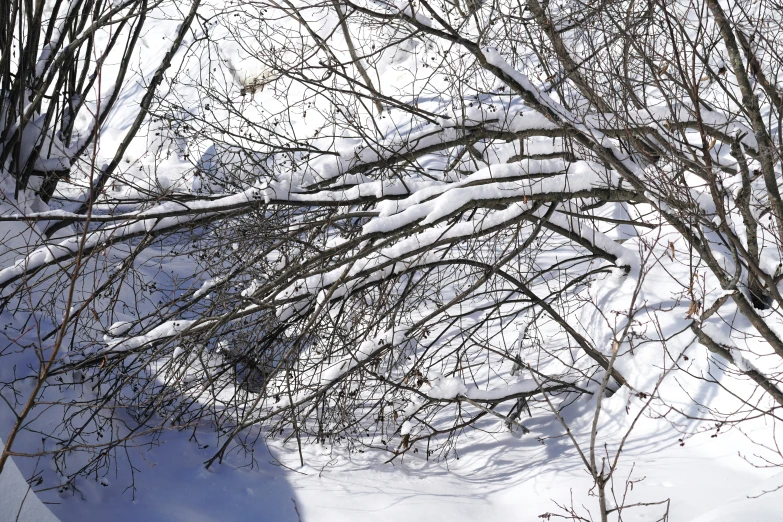 the nch of a large tree in the snow