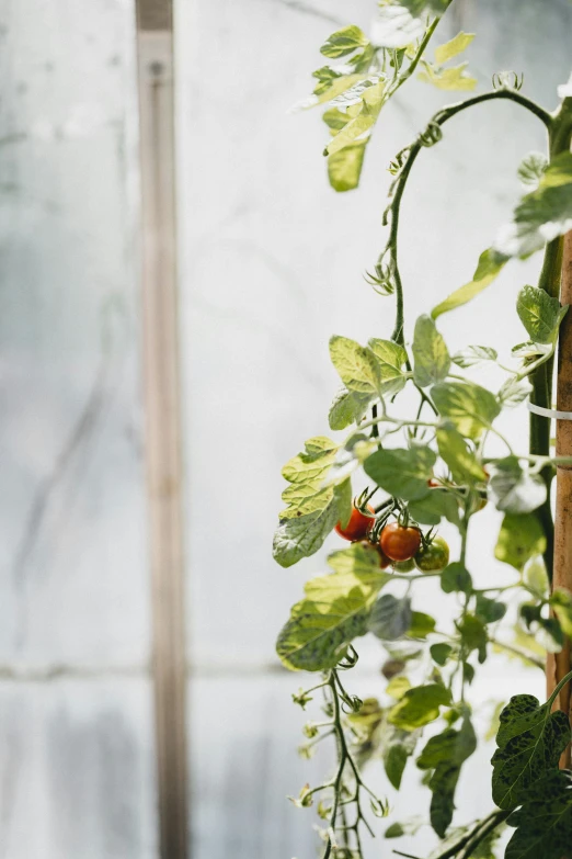 a green plant in a greenhouse with several red peppers growing from it