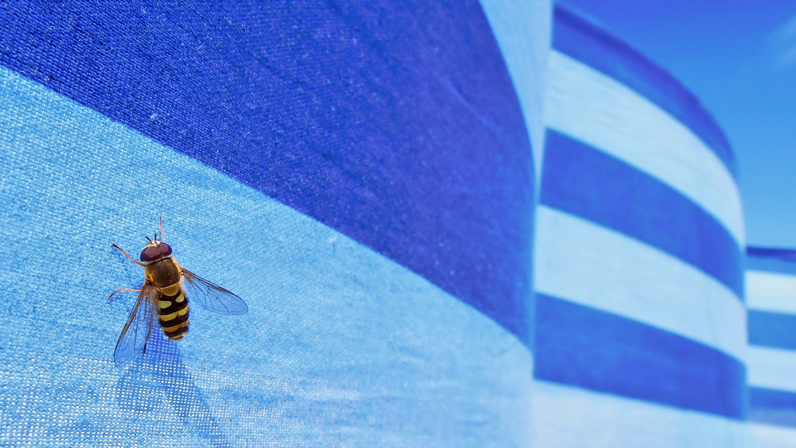 a large insect with black and yellow stripes