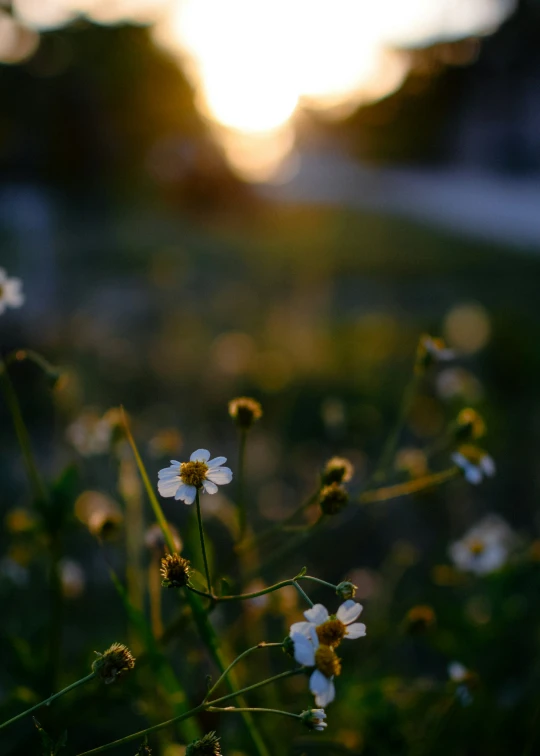 a picture of some daisies on a field