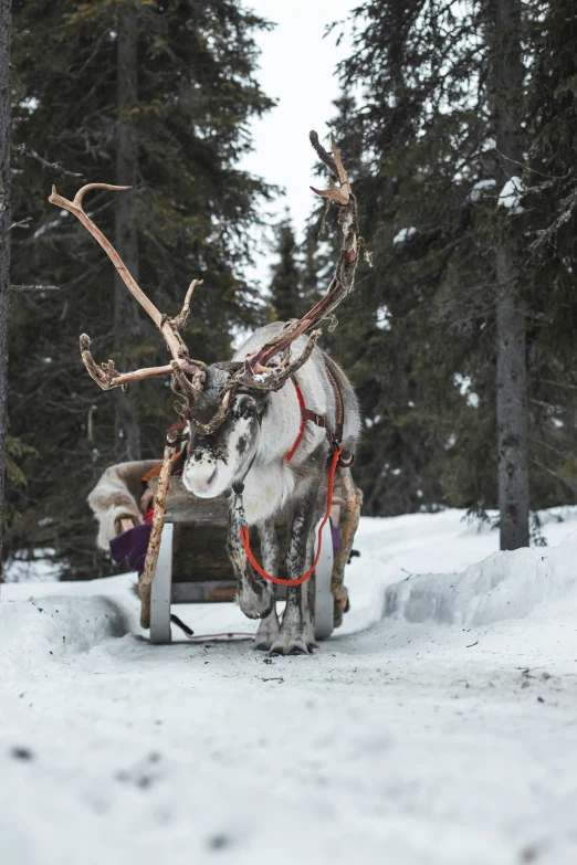 a dog pulling a sleigh in the snow