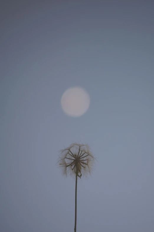 a tall dandelion sitting on top of a field