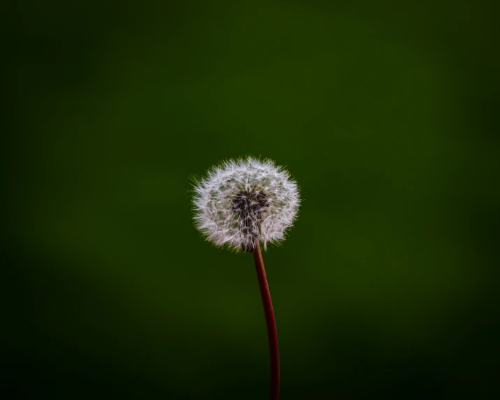 a dandelion in front of green background that looks like it has very long hair