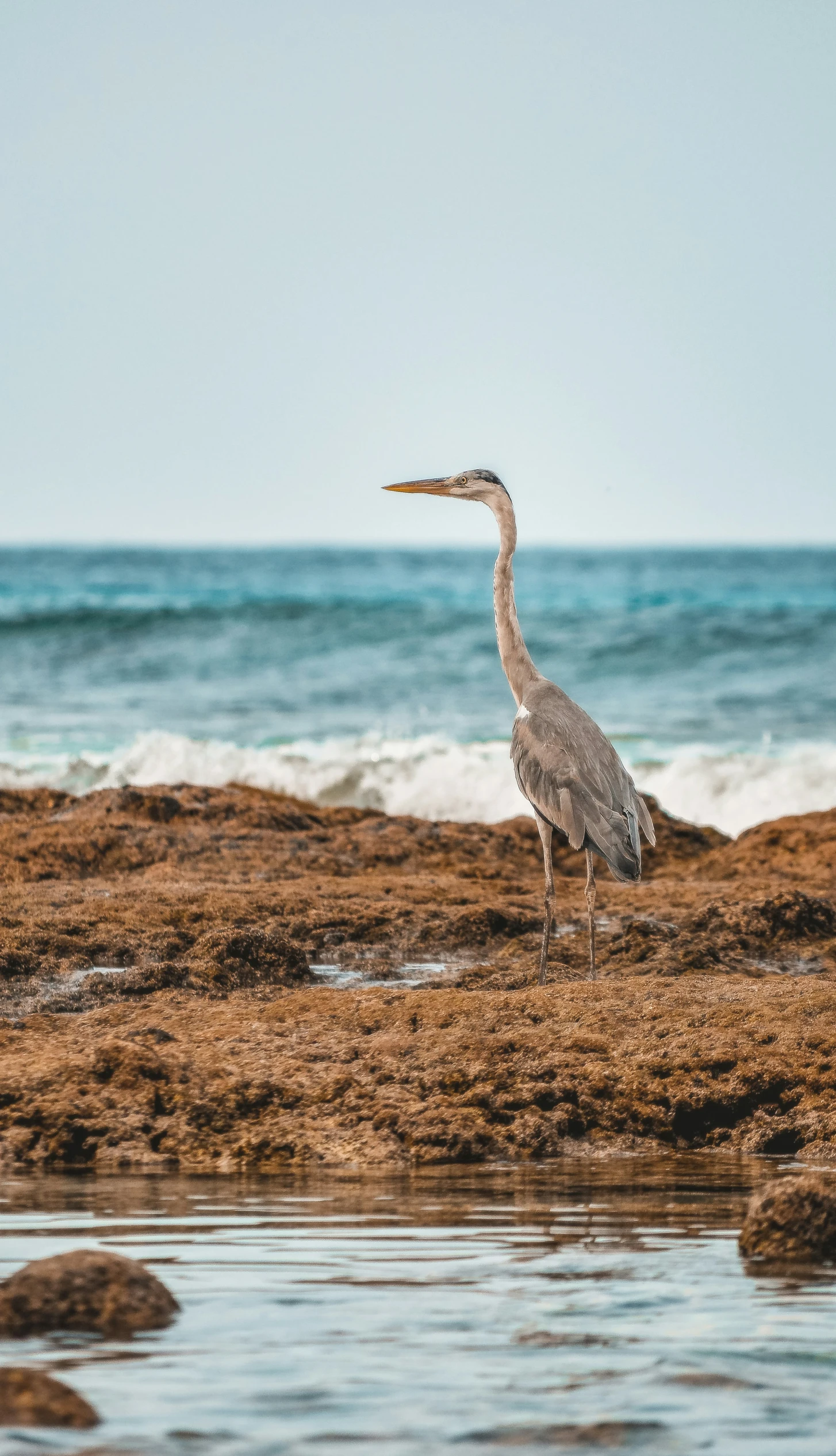 the bird is standing by the edge of the water