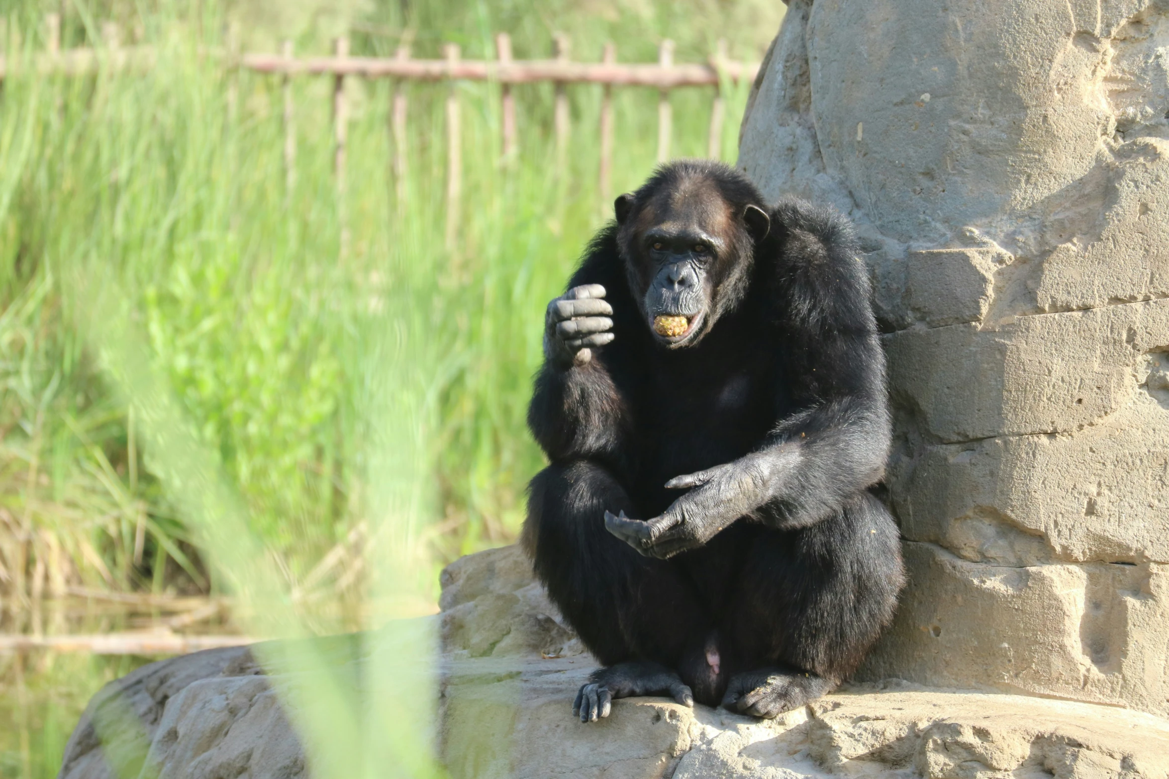 a black animal sitting on a rock next to a tall green grass